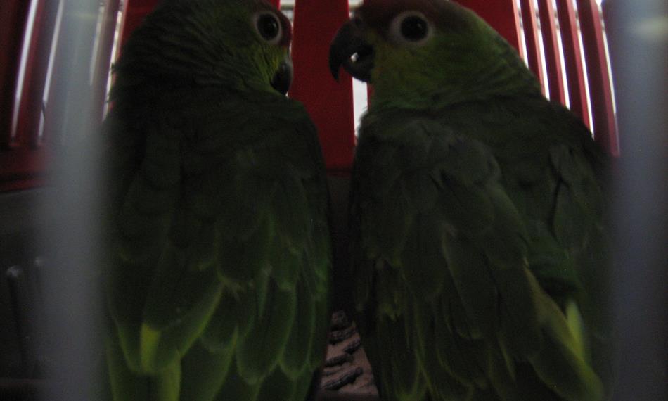 2016-10-5-731059625r16_priloha9_Amazoňan žlutolící6.JPG